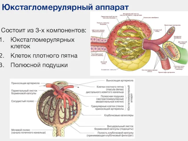 Юкстагломерулярный аппарат Состоит из 3-х компонентов: Юкстагломерулярных клеток Клеток плотного пятна Полюсной подушки