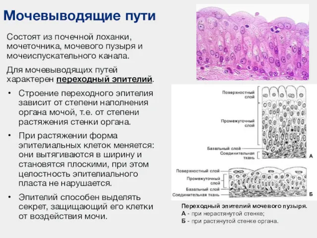 Мочевыводящие пути Состоят из почечной лоханки, мочеточника, мочевого пузыря и