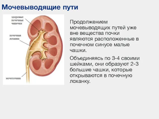 Продолжением мочевыводящих путей уже вне вещества почки являются расположенные в