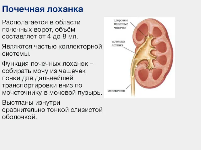 Располагается в области почечных ворот, объём составляет от 4 до