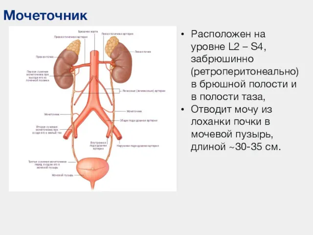 Мочеточник Расположен на уровне L2 – S4, забрюшинно (ретроперитонеально) в