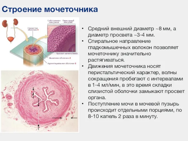 Строение мочеточника Средний внешний диаметр ~8 мм, а диаметр просвета