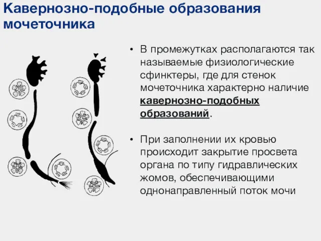 Кавернозно-подобные образования мочеточника В промежутках располагаются так называемые физиологические сфинктеры,