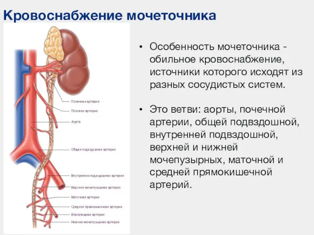 Кровоснабжение мочеточника Особенность мочеточника - обильное кровоснабжение, источники которого исходят