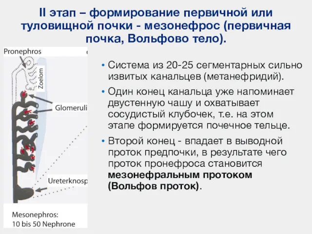 II этап – формирование первичной или туловищной почки - мезонефрос