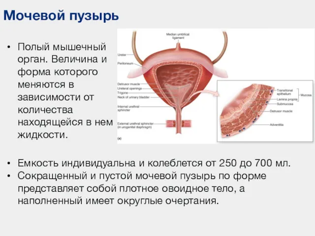 Мочевой пузырь Полый мышечный орган. Величина и форма которого меняются