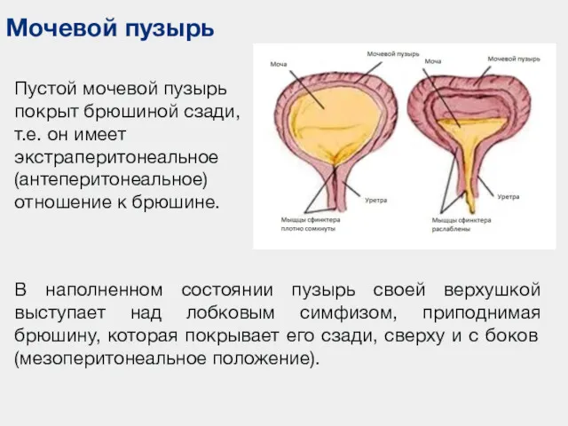 Мочевой пузырь Пустой мочевой пузырь покрыт брюшиной сзади, т.е. он