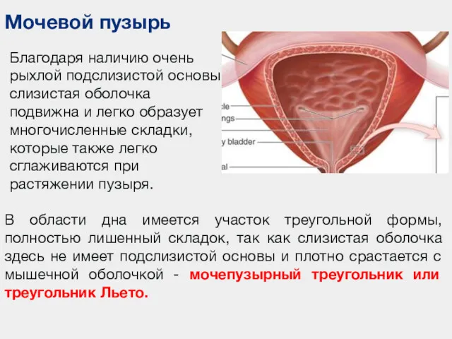 Мочевой пузырь Благодаря наличию очень рыхлой подслизистой основы слизистая оболочка