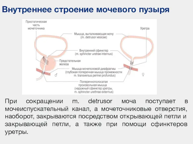 Внутреннее строение мочевого пузыря При сокращении m. detrusor моча поступает