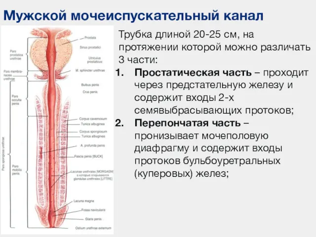 Мужской мочеиспускательный канал Трубка длиной 20-25 см, на протяжении которой