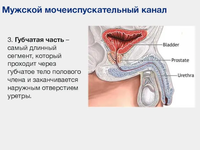 Мужской мочеиспускательный канал 3. Губчатая часть – самый длинный сегмент,