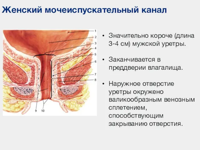 Женский мочеиспускательный канал Значительно короче (длина 3-4 см) мужской уретры.