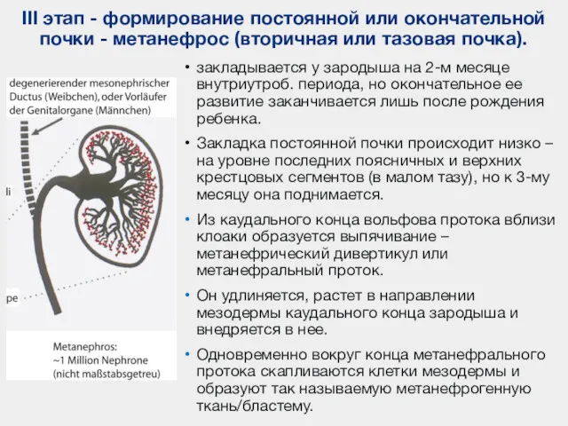 III этап - формирование постоянной или окончательной почки - метанефрос