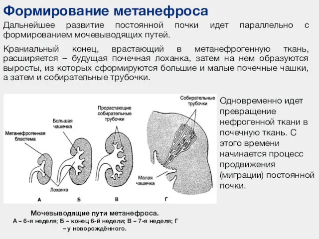 Дальнейшее развитие постоянной почки идет параллельно с формированием мочевыводящих путей.