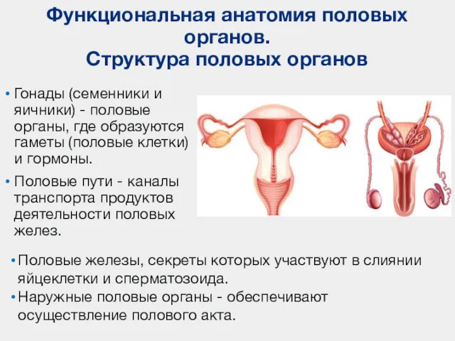 Функциональная анатомия половых органов. Структура половых органов Гонады (семенники и