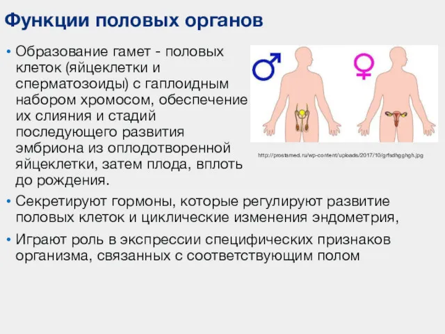 Функции половых органов http://prostamed.ru/wp-content/uploads/2017/10/grfsdhgghgh.jpg Образование гамет - половых клеток (яйцеклетки