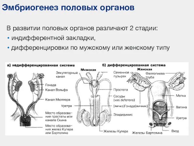 Эмбриогенез половых органов В развитии половых органов различают 2 стадии: