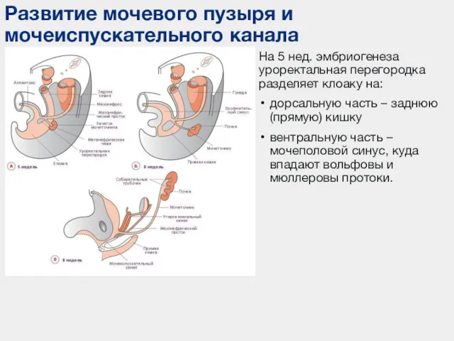 Развитие мочевого пузыря и мочеиспускательного канала На 5 нед. эмбриогенеза