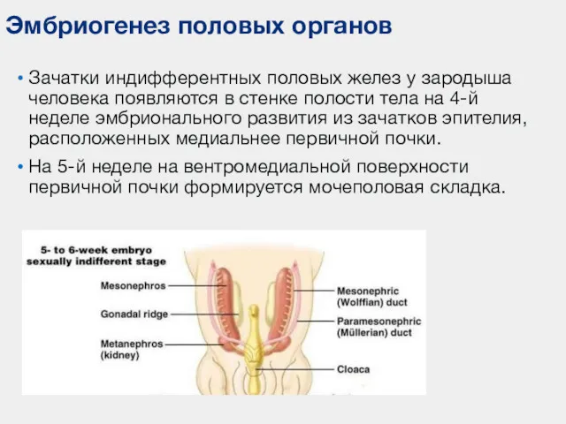 Эмбриогенез половых органов Зачатки индифферентных половых желез у зародыша человека