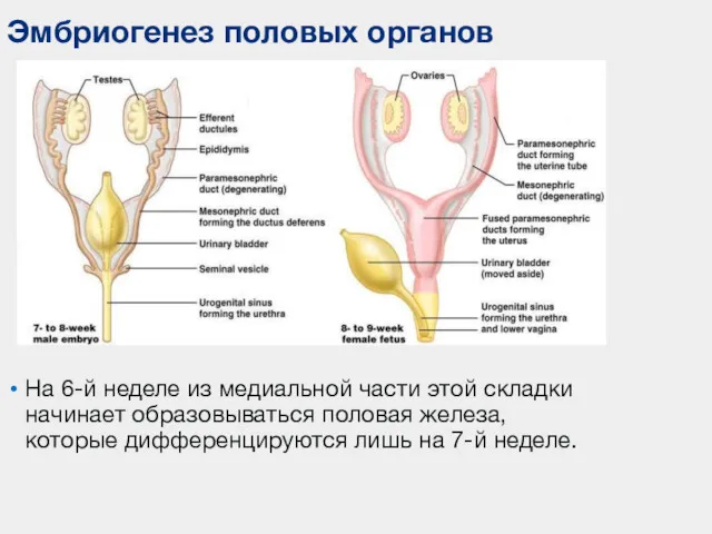 Эмбриогенез половых органов На 6-й неделе из медиальной части этой