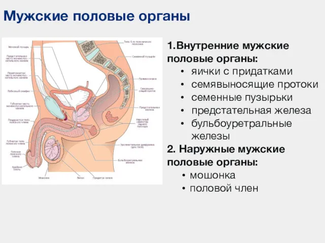 Мужские половые органы 1.Внутренние мужские половые органы: яички с придатками