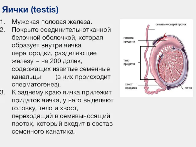 Яички (testis) Мужская половая железа. Покрыто соединительнотканной белочной оболочкой, которая