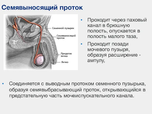 Семявыносящий проток Проходит через паховый канал в брюшную полость, опускается