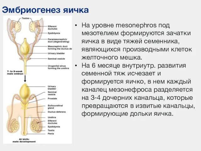 Эмбриогенез яичка На уровне mesonephros под мезотелием формируются зачатки яичка