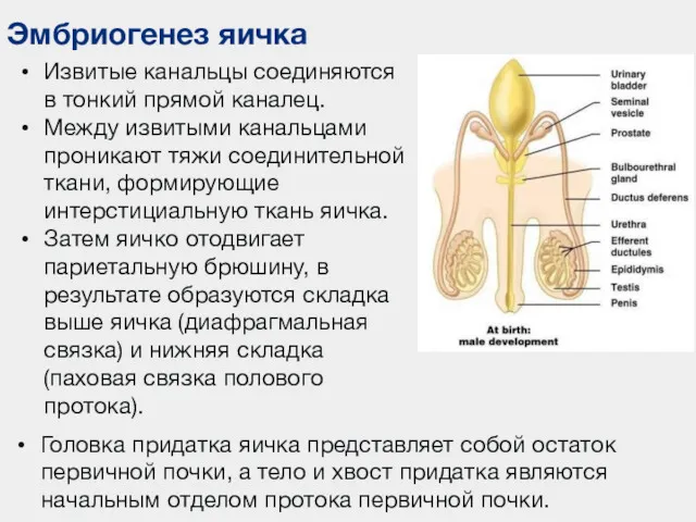 Эмбриогенез яичка Извитые канальцы соединяются в тонкий прямой каналец. Между