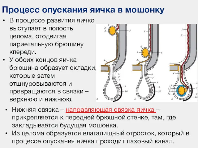 Процесс опускания яичка в мошонку В процессе развития яичко выступает