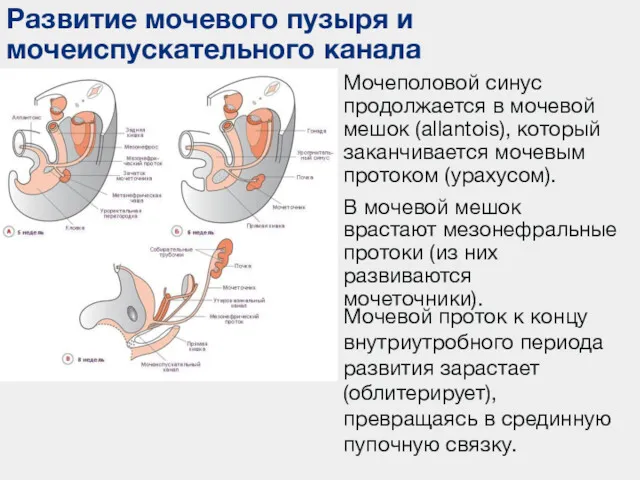 Развитие мочевого пузыря и мочеиспускательного канала Мочеполовой синус продолжается в