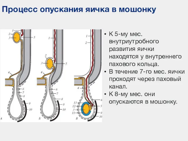 Процесс опускания яичка в мошонку К 5-му мес. внутриутробного развития