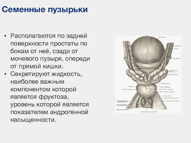 Семенные пузырьки Располагаются по задней поверхности простаты по бокам от