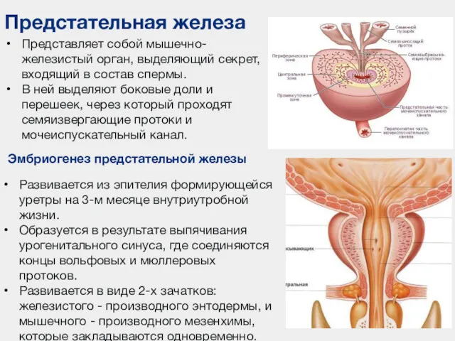 Предстательная железа Представляет собой мышечно-железистый орган, выделяющий секрет, входящий в