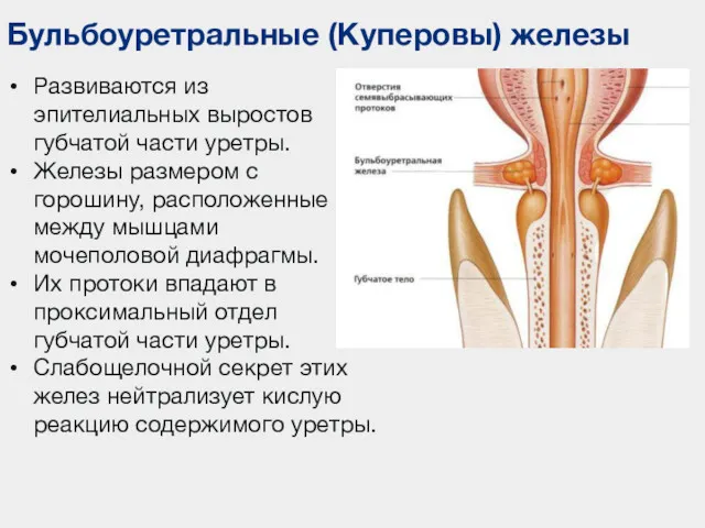 Бульбоуретральные (Куперовы) железы Развиваются из эпителиальных выростов губчатой части уретры.