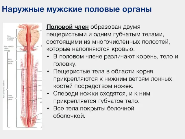 Наружные мужские половые органы Половой член образован двумя пещеристыми и