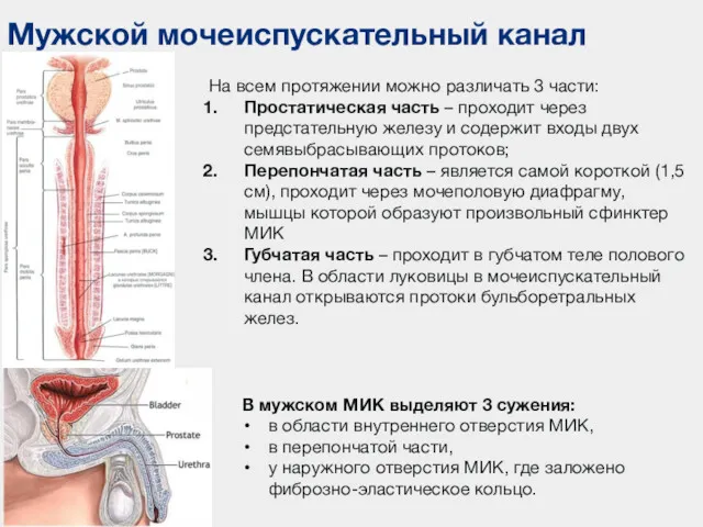 Мужской мочеиспускательный канал На всем протяжении можно различать 3 части: