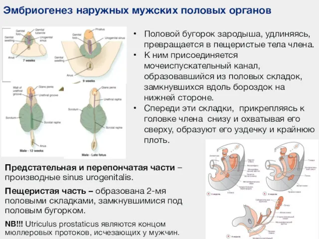 Эмбриогенез наружных мужских половых органов Половой бугорок зародыша, удлиняясь, превращается