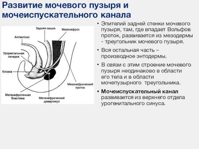 Эпителий задней стенки мочевого пузыря, там, где впадает Вольфов проток,