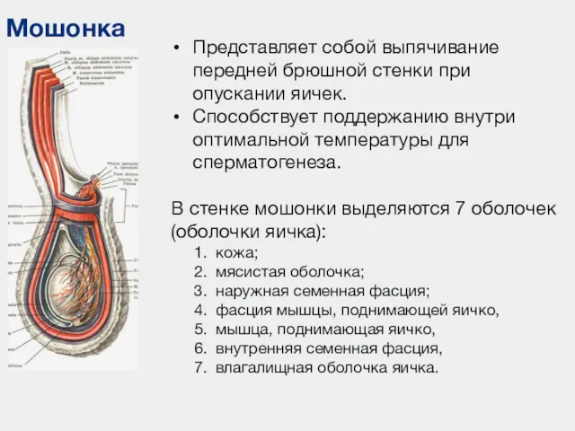 Мошонка Представляет собой выпячивание передней брюшной стенки при опускании яичек.