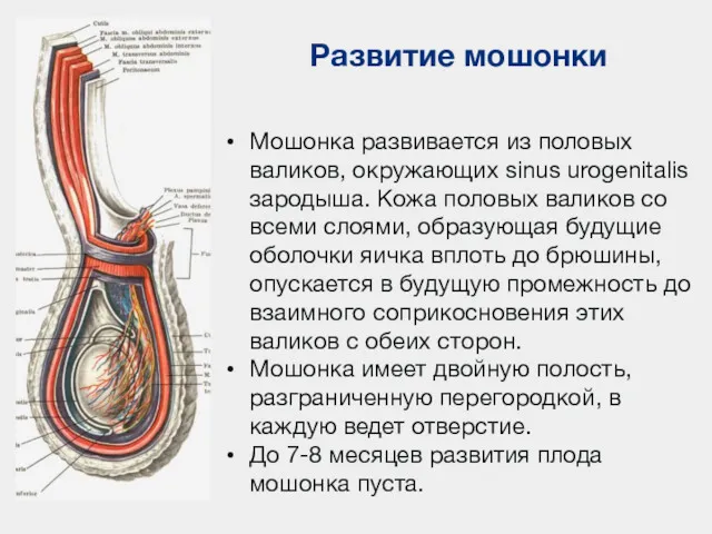 Развитие мошонки Мошонка развивается из половых валиков, окружающих sinus urogenitalis