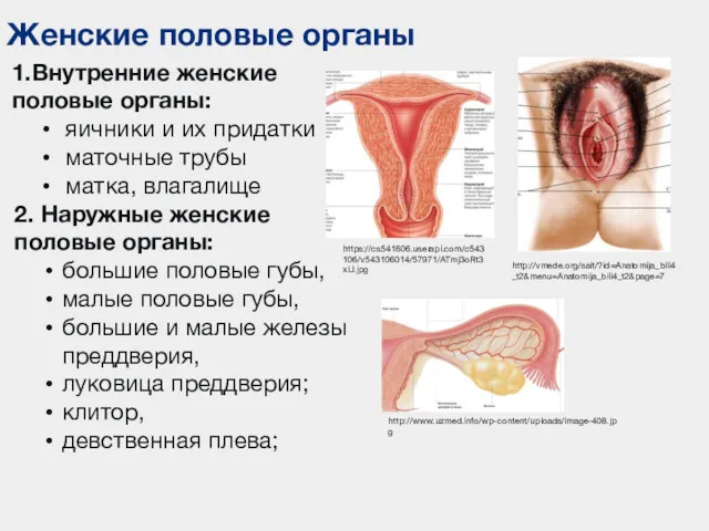 Женские половые органы 1.Внутренние женские половые органы: яичники и их