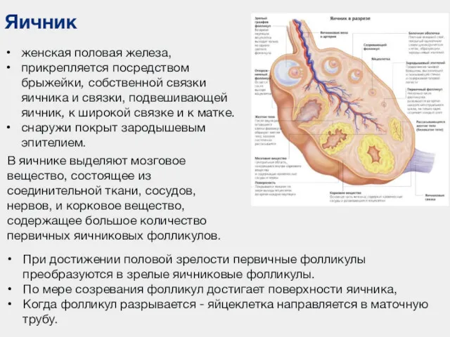 Яичник женская половая железа, прикрепляется посредством брыжейки, собственной связки яичника