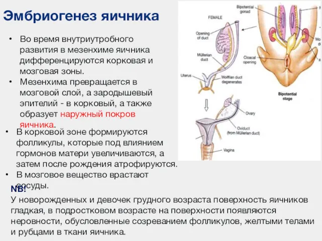 Эмбриогенез яичника Во время внутриутробного развития в мезенхиме яичника дифференцируются