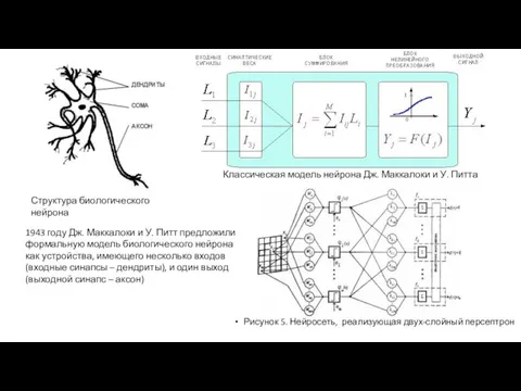 Рисунок 5. Нейросеть, реализующая двух-слойный персептрон Структура биологического нейрона 1943