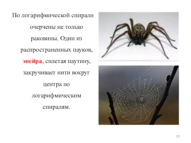 По логарифмической спирали очерчены не только раковины. Один из распространенных