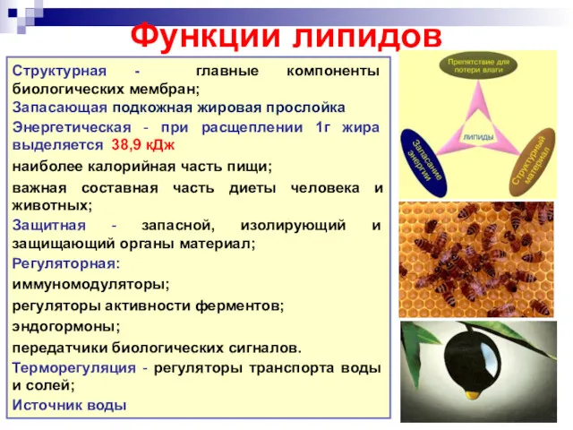 Функции липидов Структурная - главные компоненты биологических мембран; Запасающая подкожная