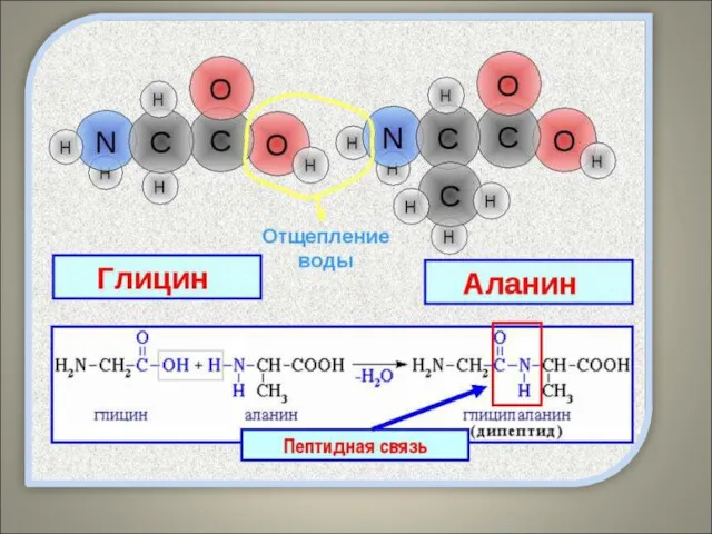Пептидная связь – это ковалентная связь, которой связаны аминокислоты в