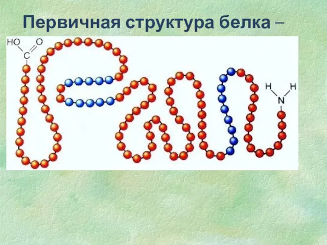 Первичная структура белка – последовательность чередования аминокислотных остатков в полипептидной цепи.