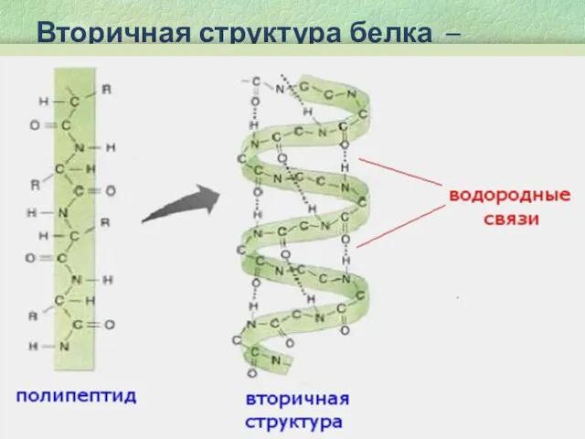 Вторичная структура белка – пространственная конфигурация полипептидной цепи, то есть